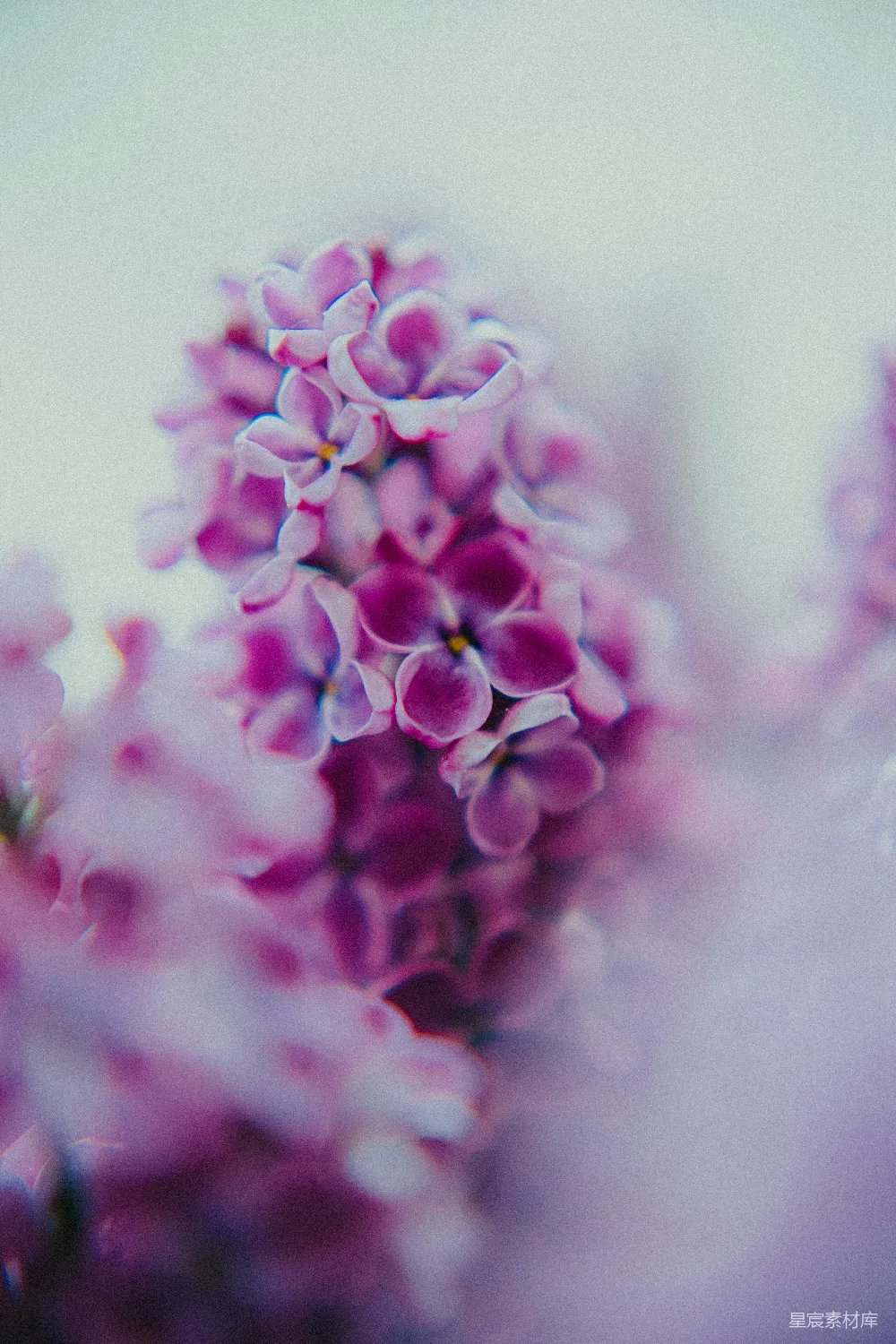 高清摄影  紫色丁香花在近景中绽放。