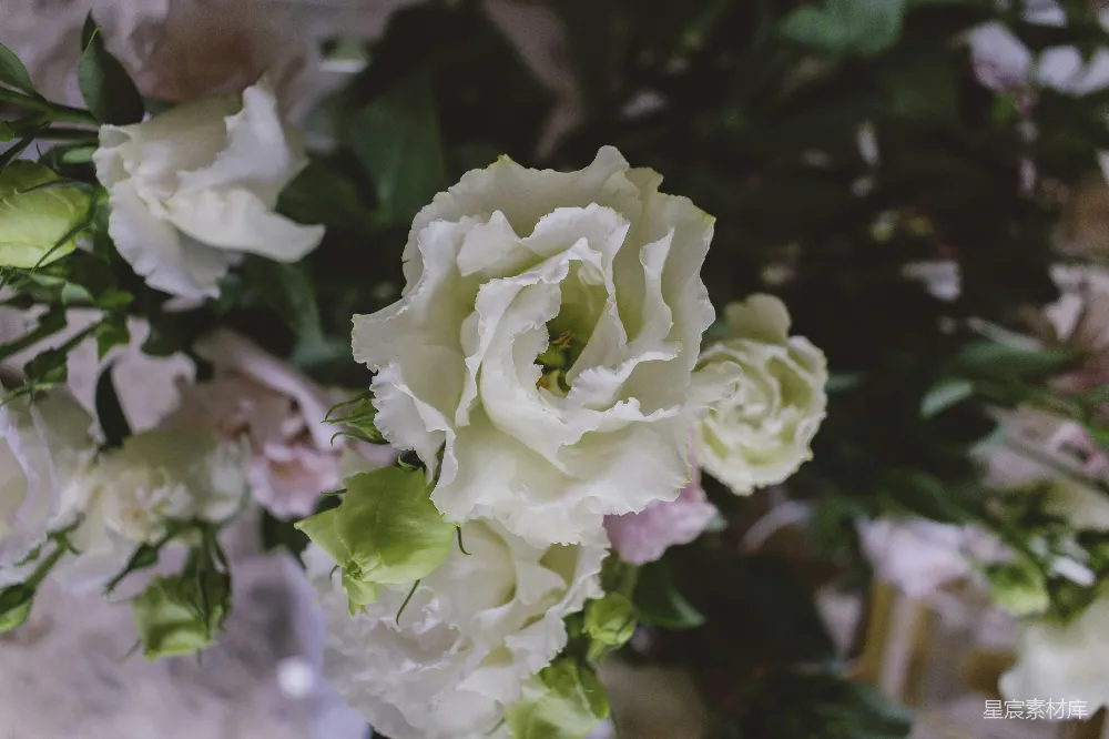 高清摄影  米色花瓣的花