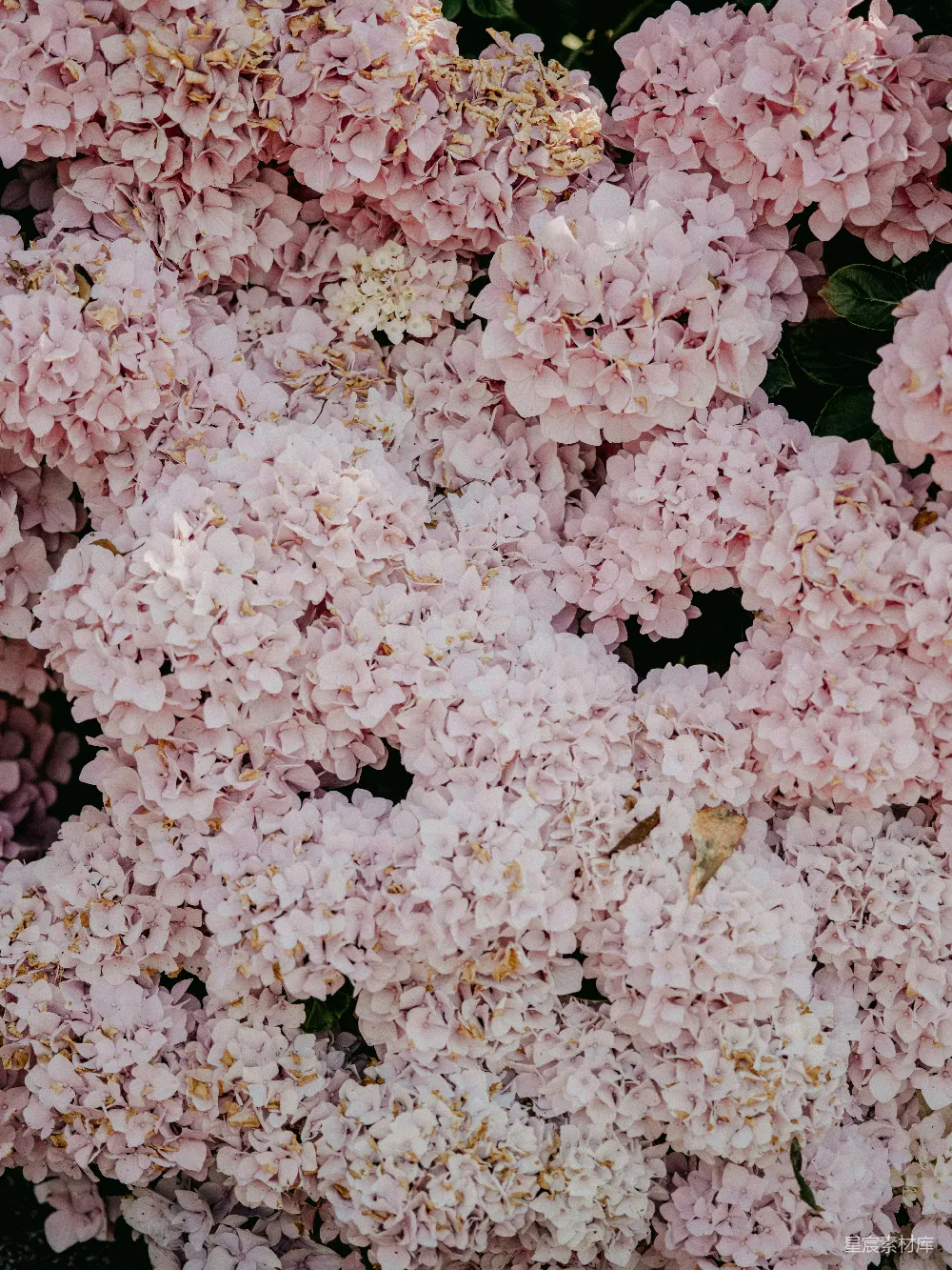 高清摄影  白花绿叶