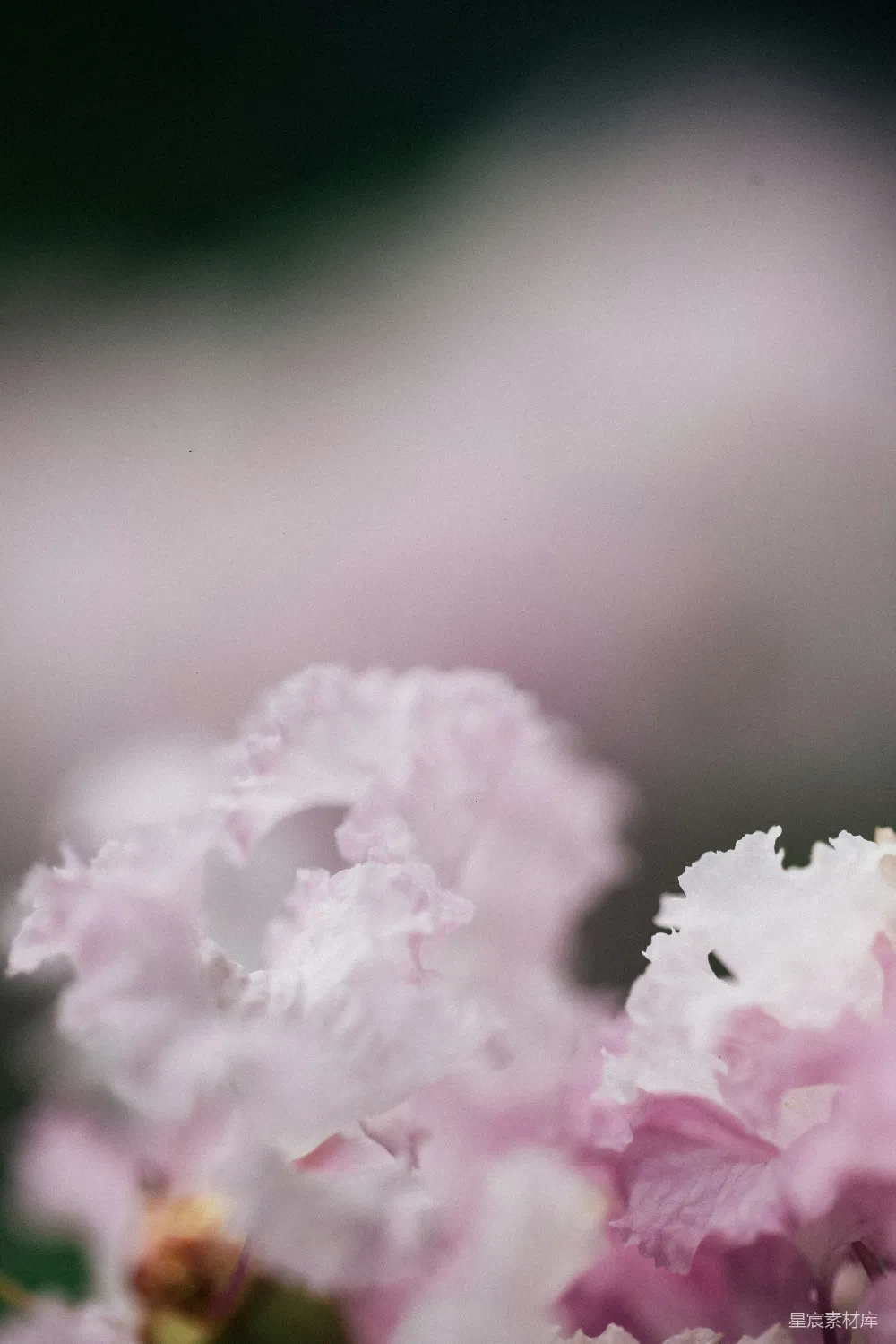 高清摄影  淡粉色的花朵，背景模糊为绿色。
