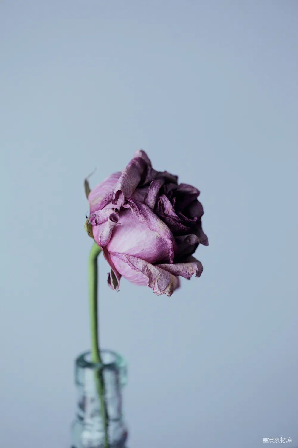 高清摄影  紫色花瓣的花朵和清澈的玻璃花瓶