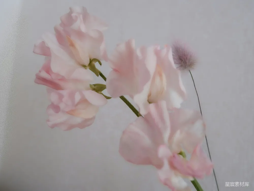 高清摄影  花瓶中粉红色的花朵特写。