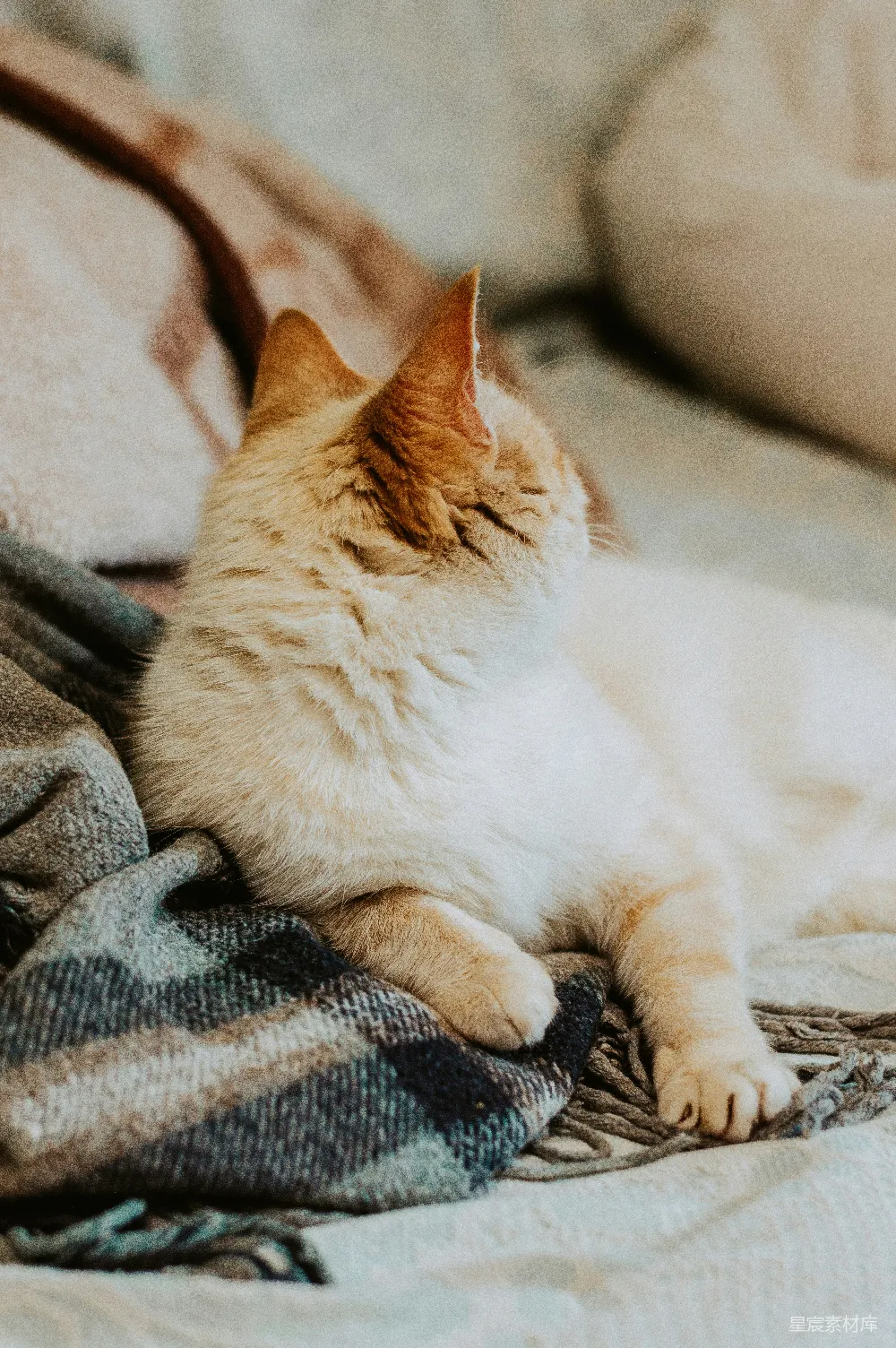 高清摄影  橙色猫咪的特写摄影