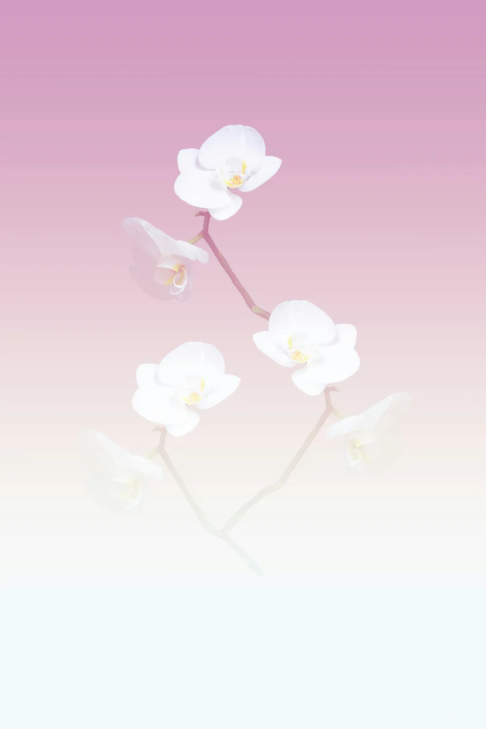 高清摄影 春天 自然 实验性 壁纸 三朵白色兰花在粉白相间的背景前