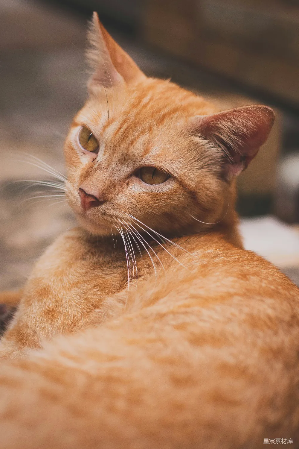 高清摄影  一只猫躺在地上的特写。