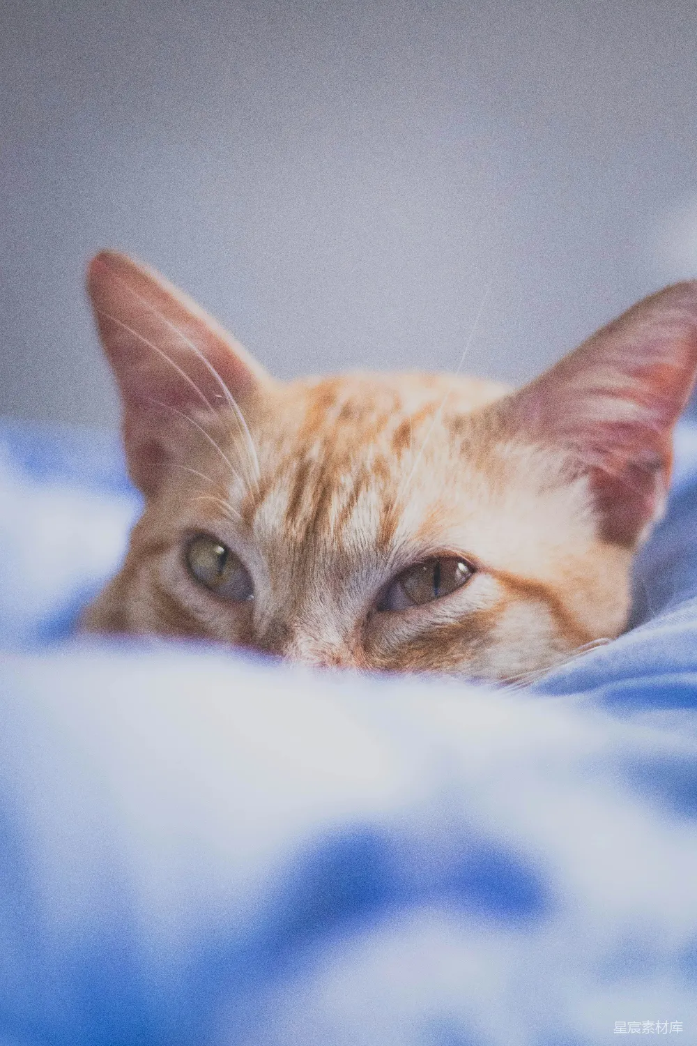 高清摄影  一张猫躺在床上的特写照片