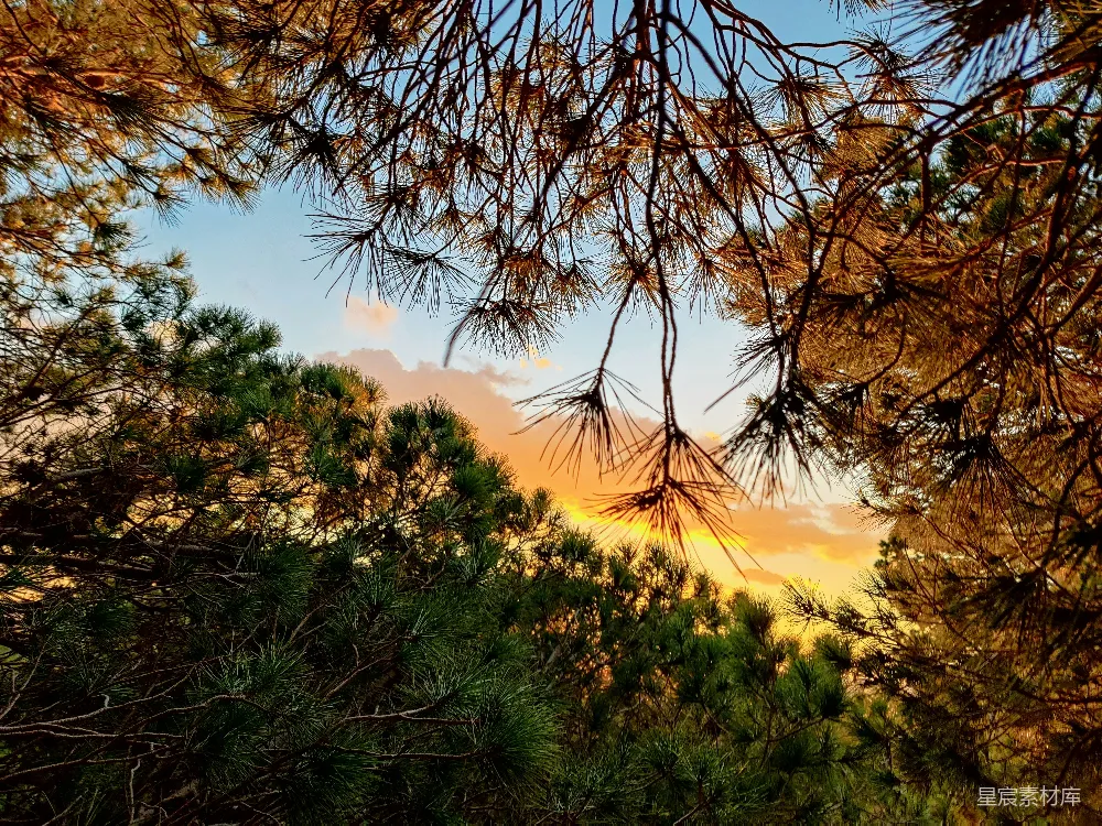 高清摄影  太阳透过松树枝条落下。