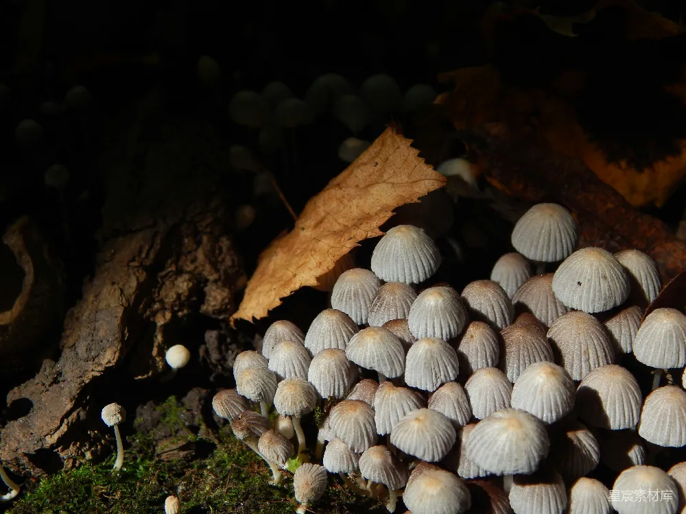 高清摄影 自然 壁纸 实验性 地上的几簇蘑菇