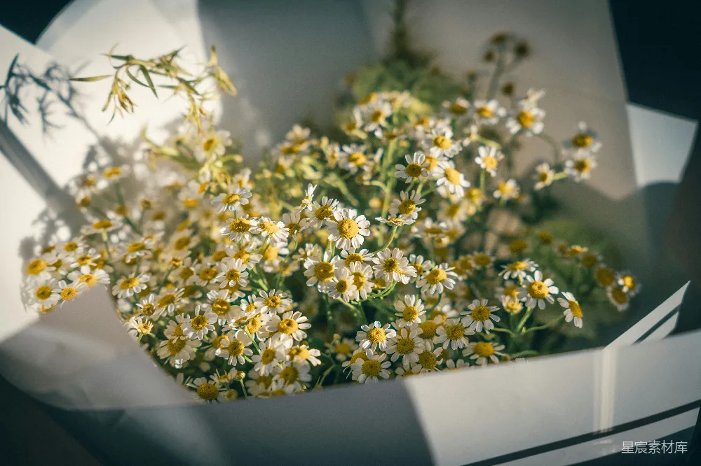 高清摄影  一束白纸花束中的新鲜雏菊。