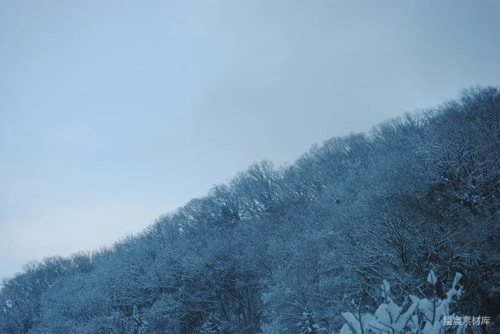 高清摄影  在阴云密布的天空下，山坡上覆盖着白雪的树木。