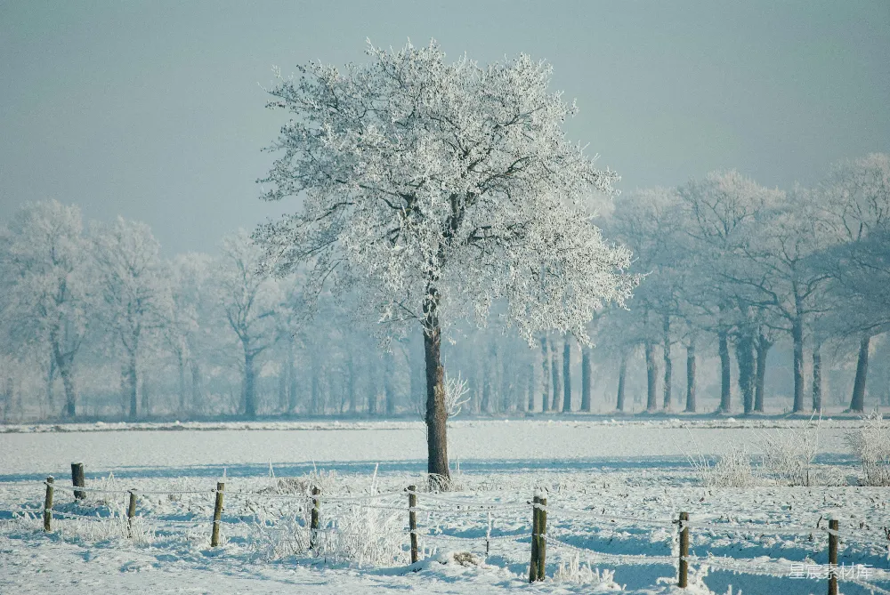高清摄影 壁纸 自然 光秃秃的树木覆盖在雪地上，白天的场景。