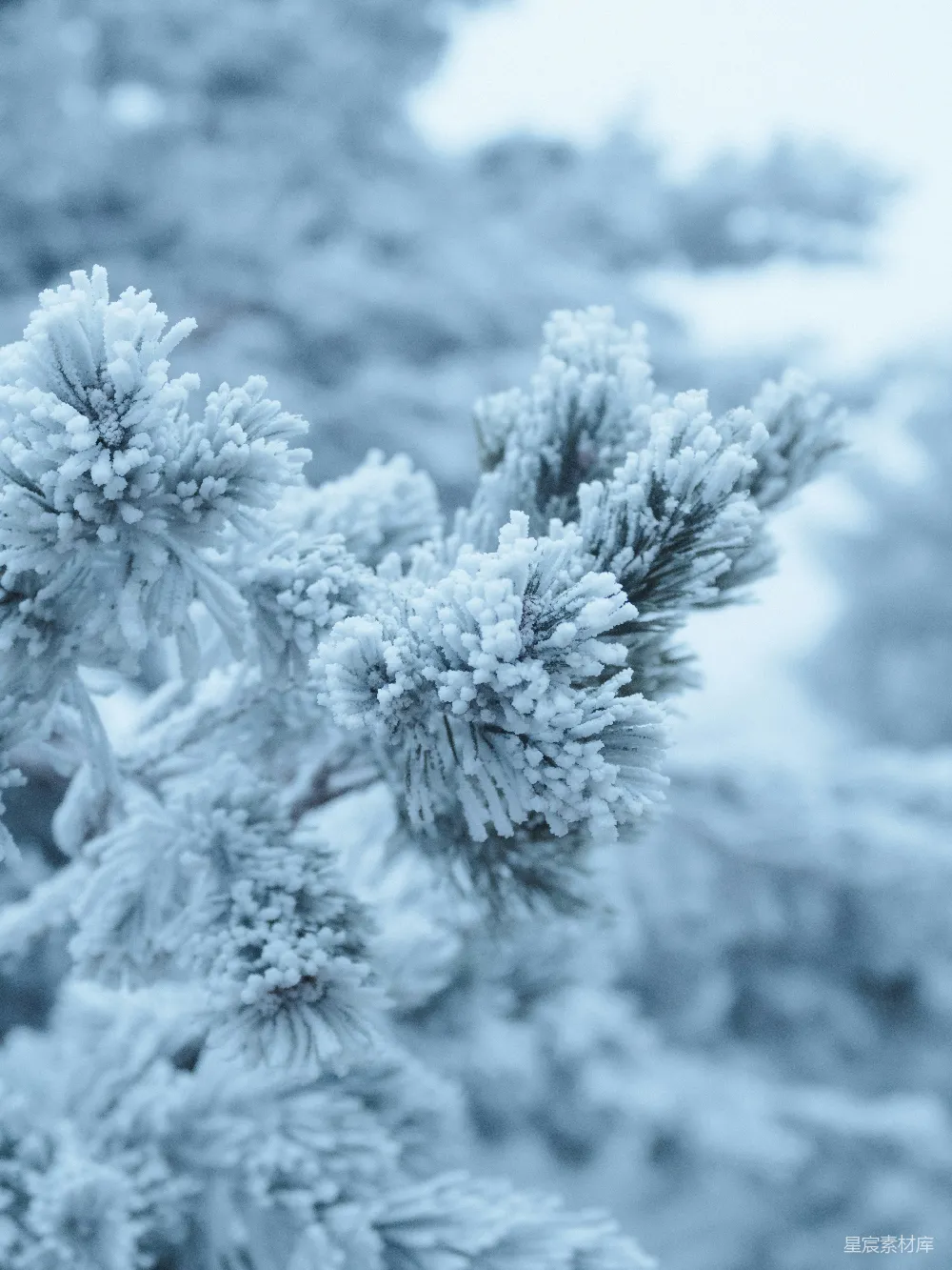 高清摄影  一棵覆盖着雪的树的特写