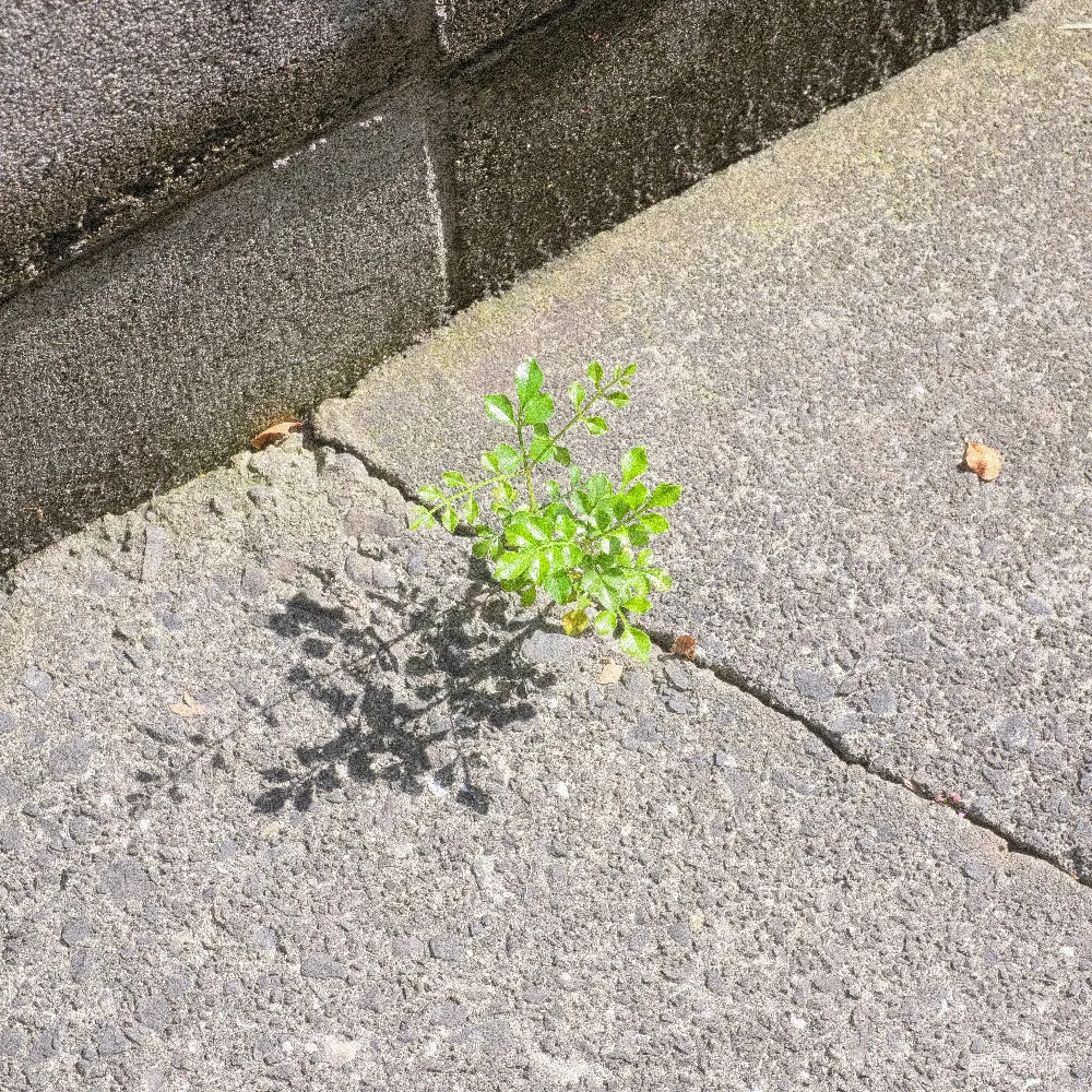 高清摄影 乐观 一株小小的绿色植物从混凝土裂缝中生长出来。