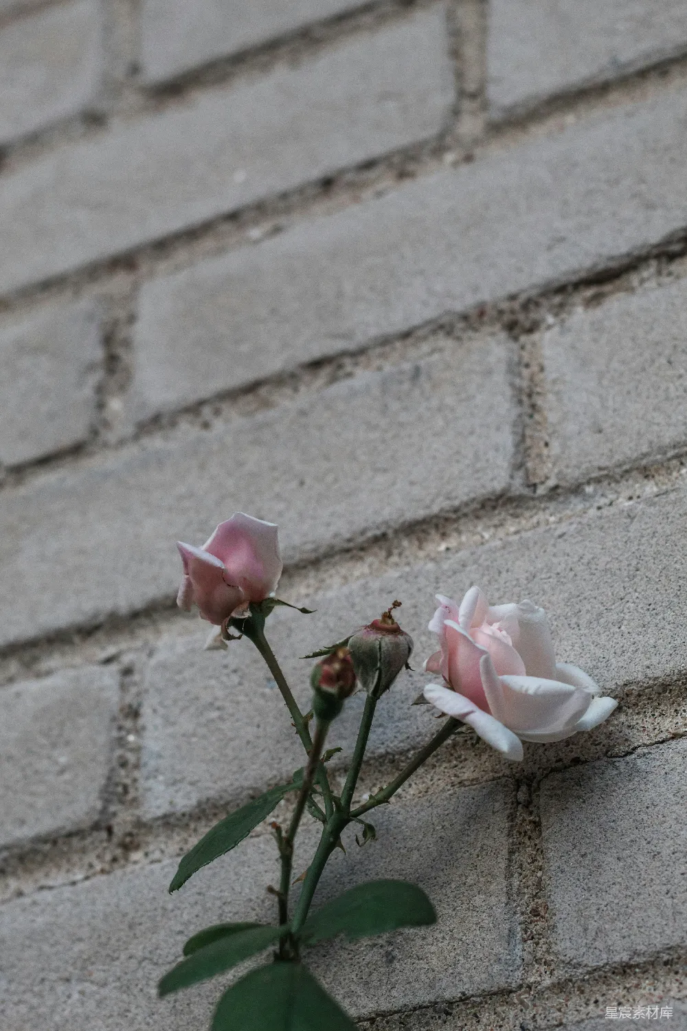 高清摄影  白花瓣的花
