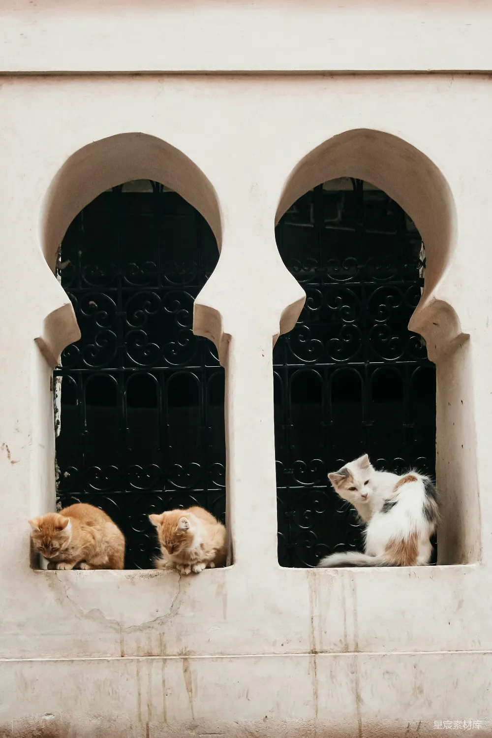 高清摄影  一群猫坐在窗台上。