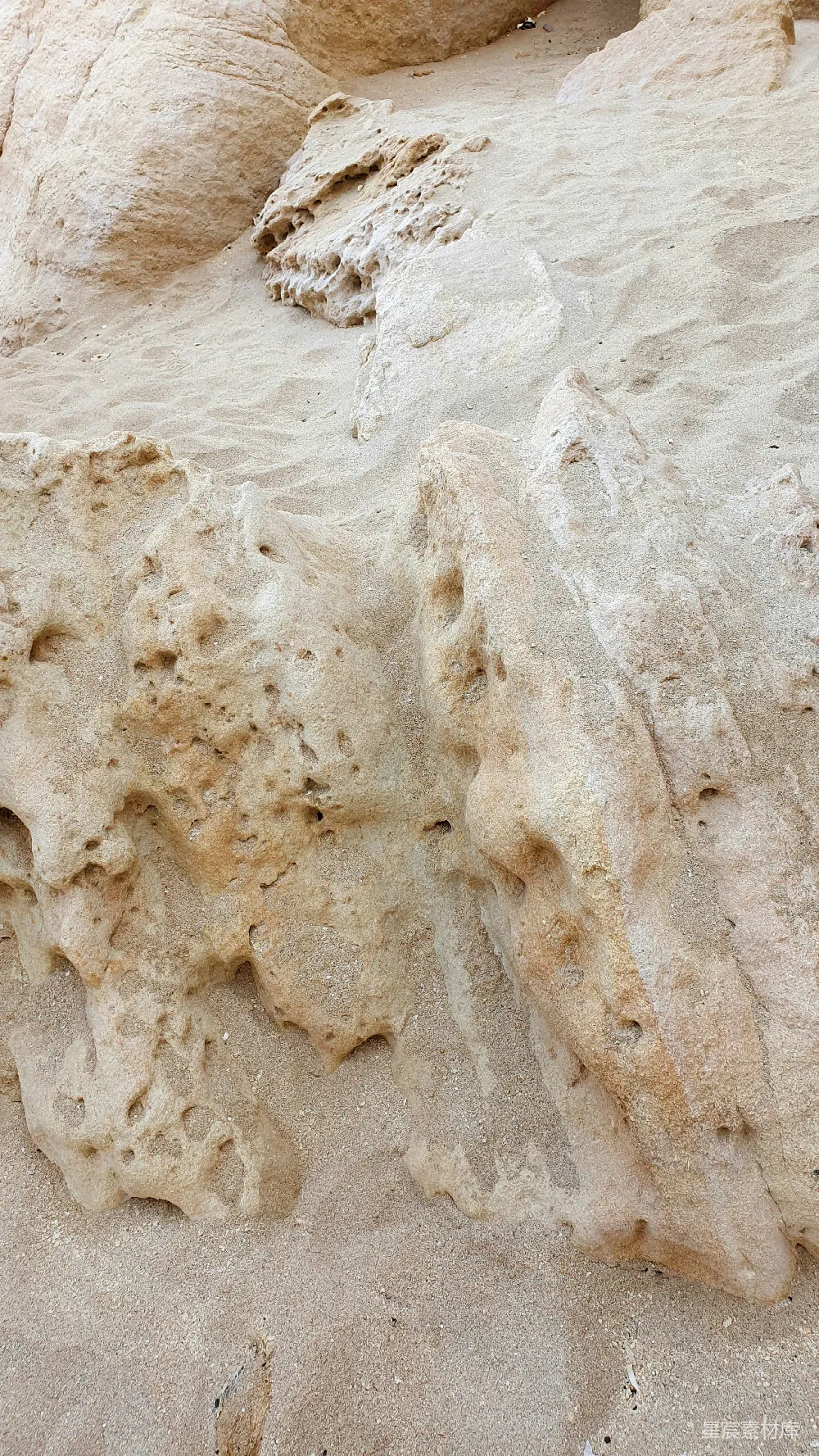 高清摄影  一只鸟坐在沙地上的岩石上
