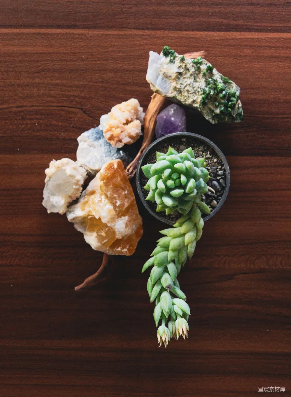 高清摄影  多汁植物和彩色晶体摆放在深色木材上。