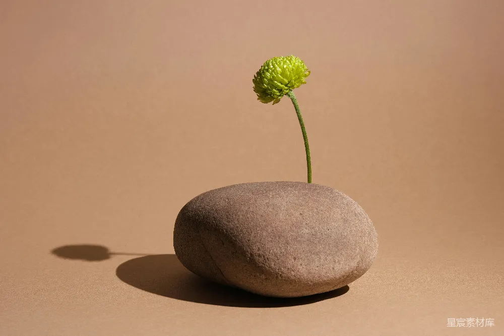 高清摄影  一朵绿色的花从一块光滑的石头中长出。