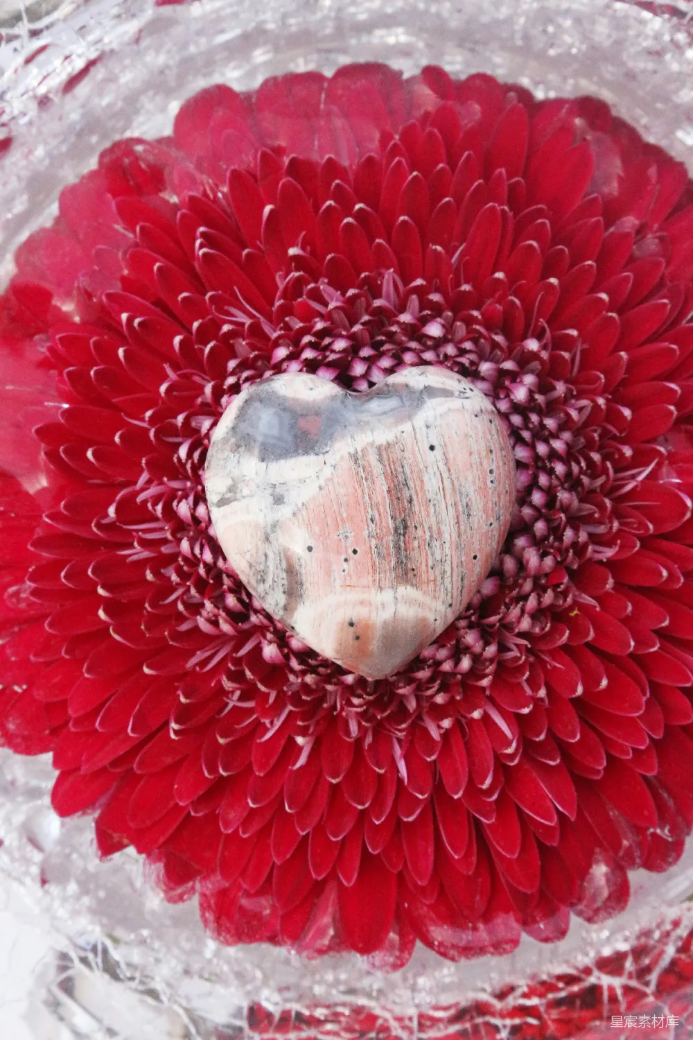 高清摄影  一朵红色的花，中心是白色的。