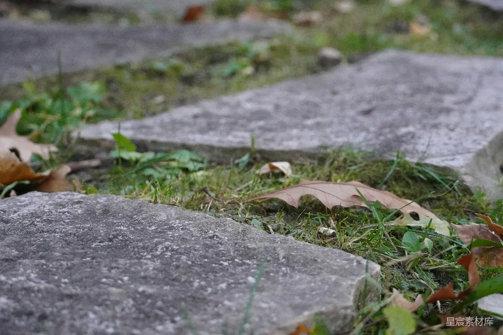 高清摄影  一张叶子躺在地面上的特写照片