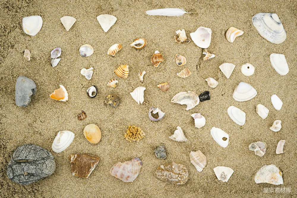 高清摄影  沙地上的贝壳和岩石组合