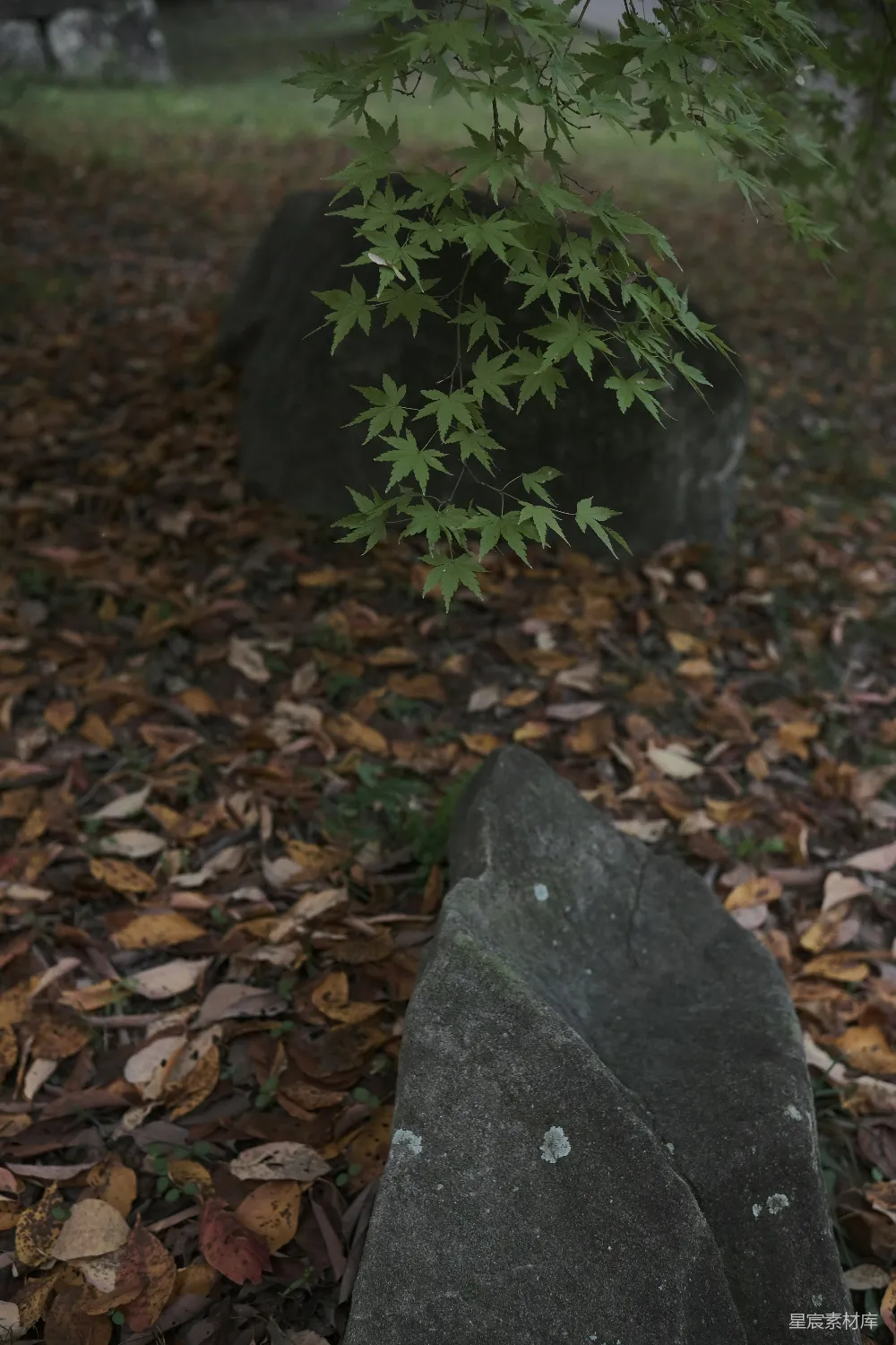 高清摄影  两块岩石被落叶环绕