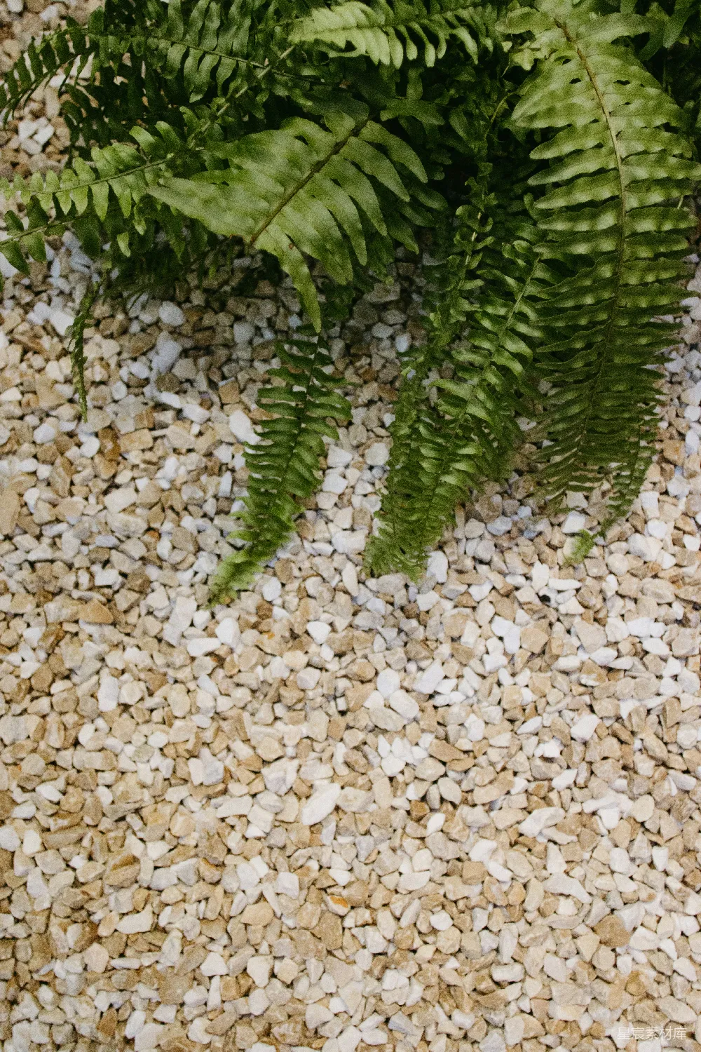 高清摄影  浅色砾石上生长着绿色蕨类植物
