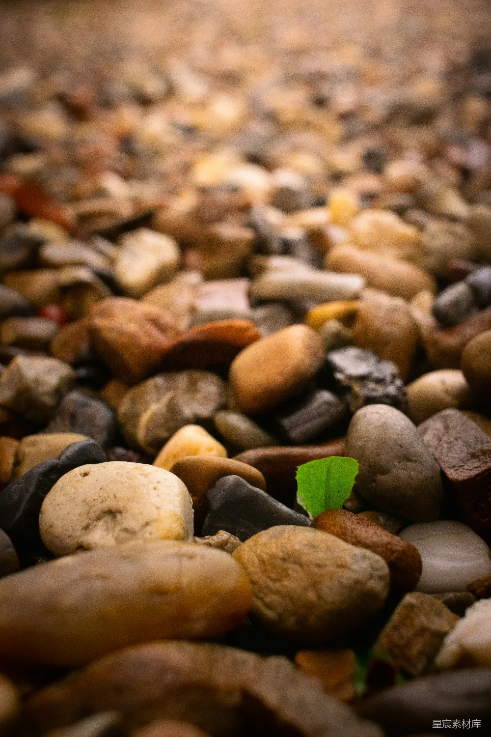 高清摄影  在一堆鹅卵石之间，一颗绿色的嫩叶发芽了。