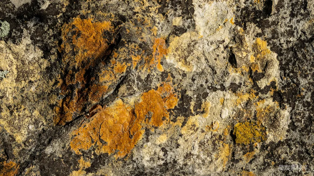 高清摄影 壁纸 自然 岩石上覆盖着地衣的特写照片