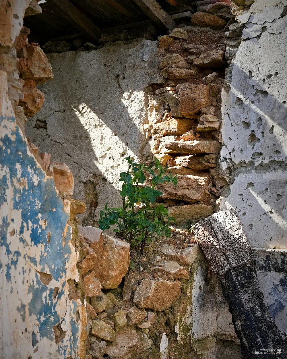 高清摄影  一栋倒塌的建筑物中，一个小植物从废墟中生长出来。