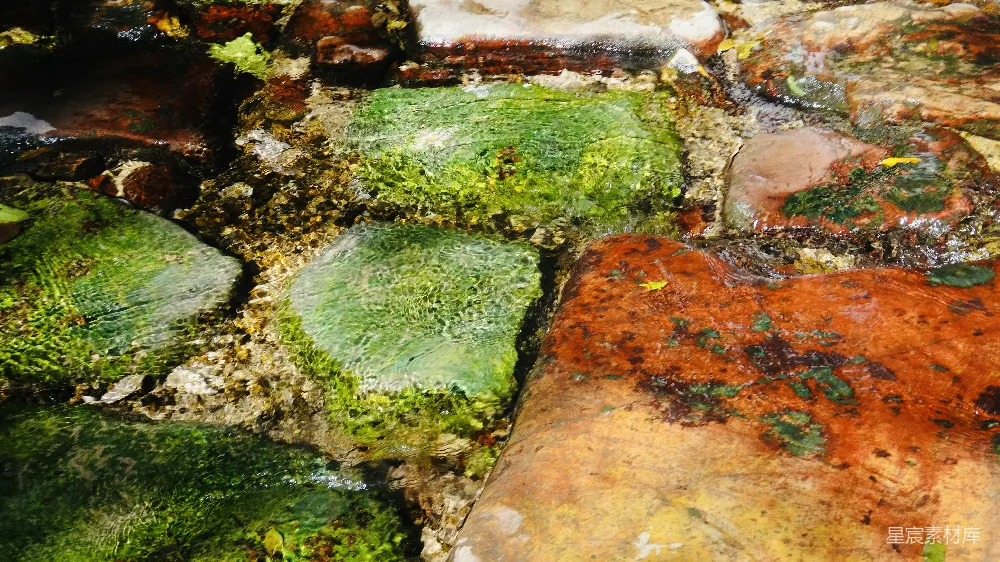 高清摄影  青苔和地衣附着在石墙上