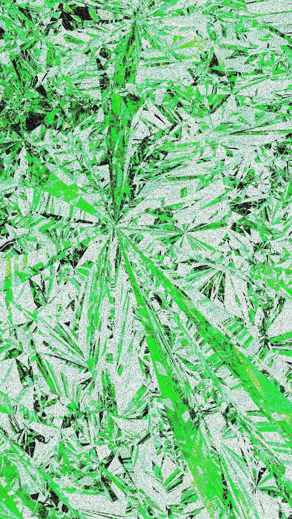 高清摄影  抽象的几何设计，以绿色调呈现。