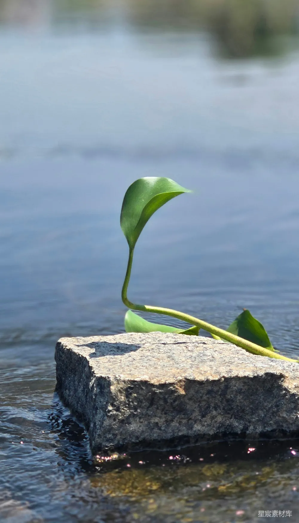 高清摄影  一株绿色的植物停在水中的岩石上。