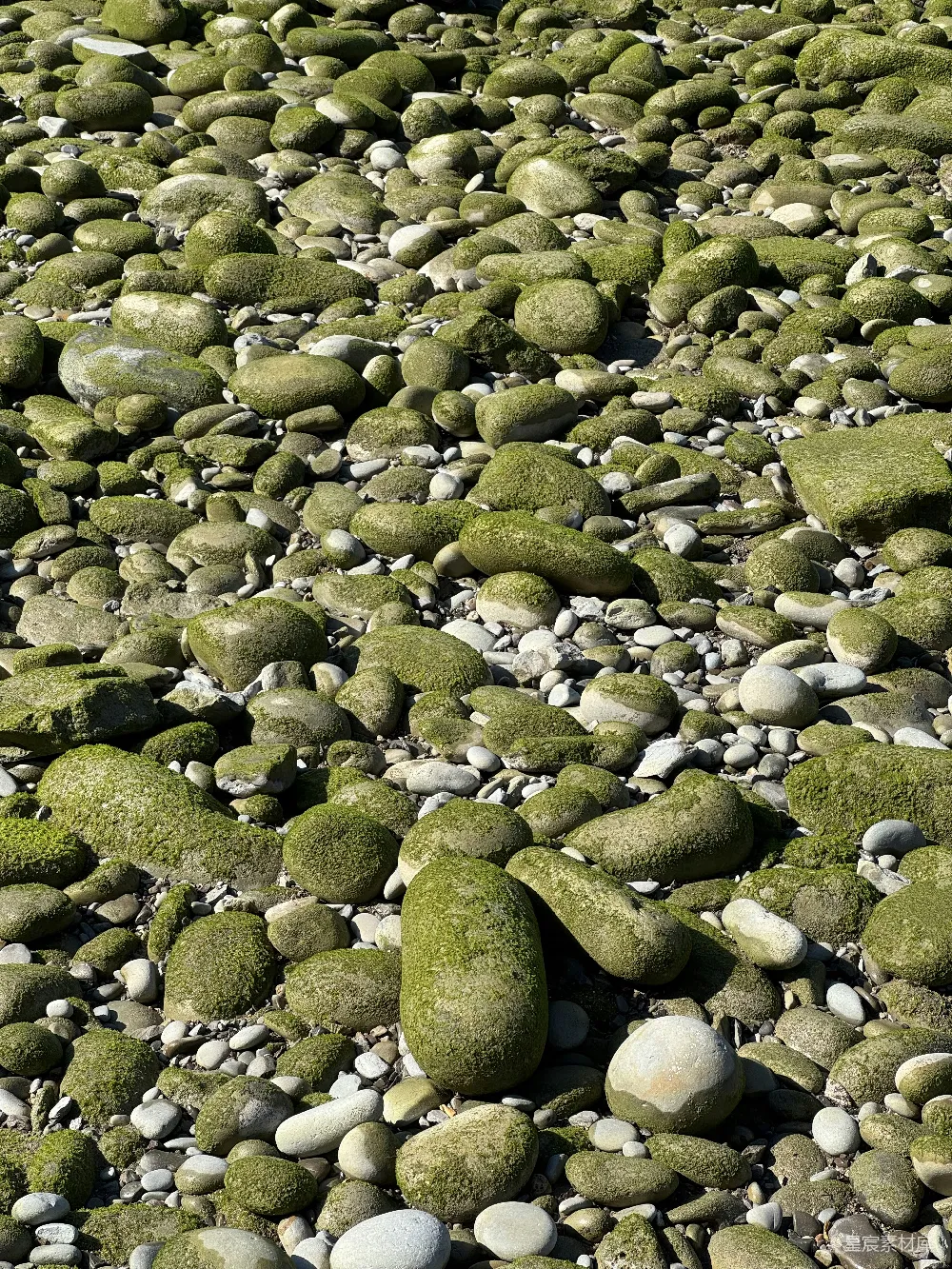 高清摄影  海滩上的苔藓岩石在明亮的阳光下
