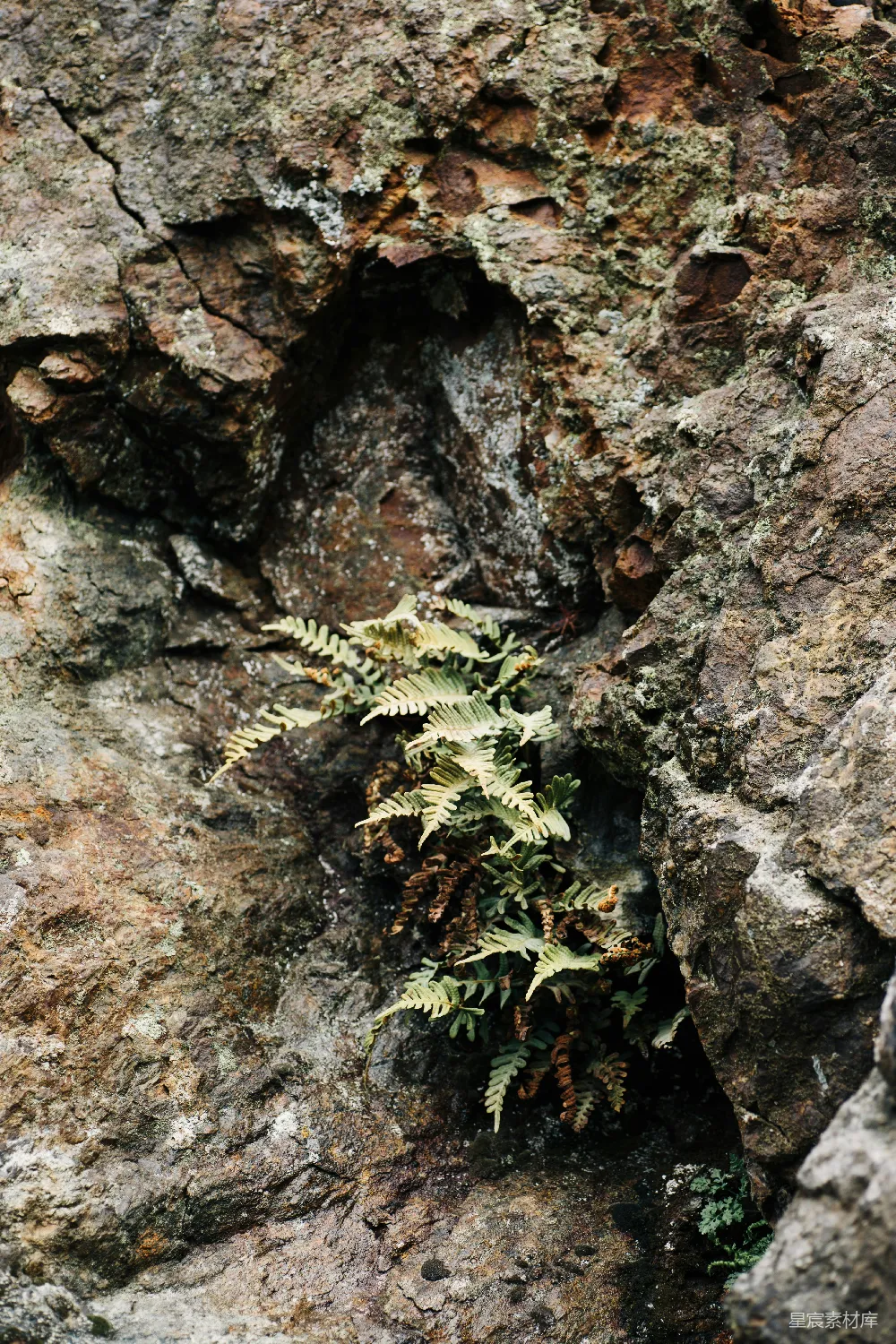 高清摄影  一棵从岩石裂缝中生长出来的植物