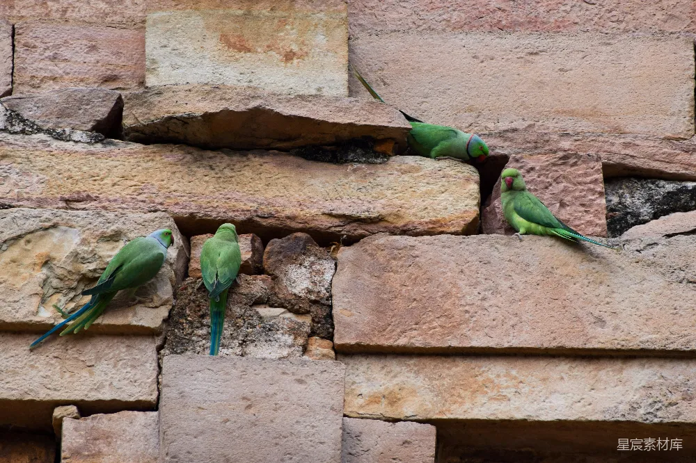 高清摄影  几只绿色的鹦鹉栖息在石墙上。