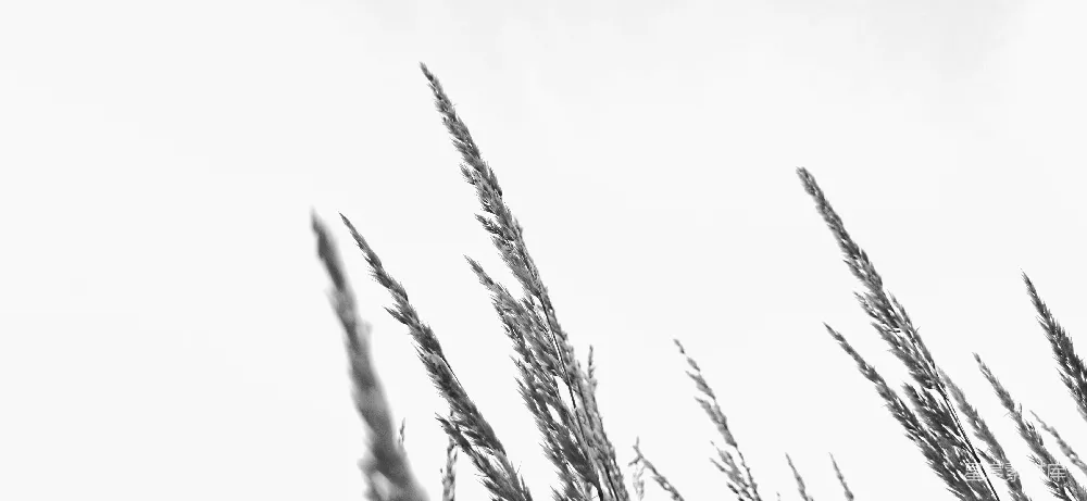 高清摄影 壁纸 自然 一张黑白照片，展示着高高的草地。