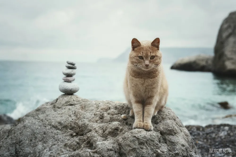 高清摄影  一只猫坐在岩石上，岩石靠近海洋。