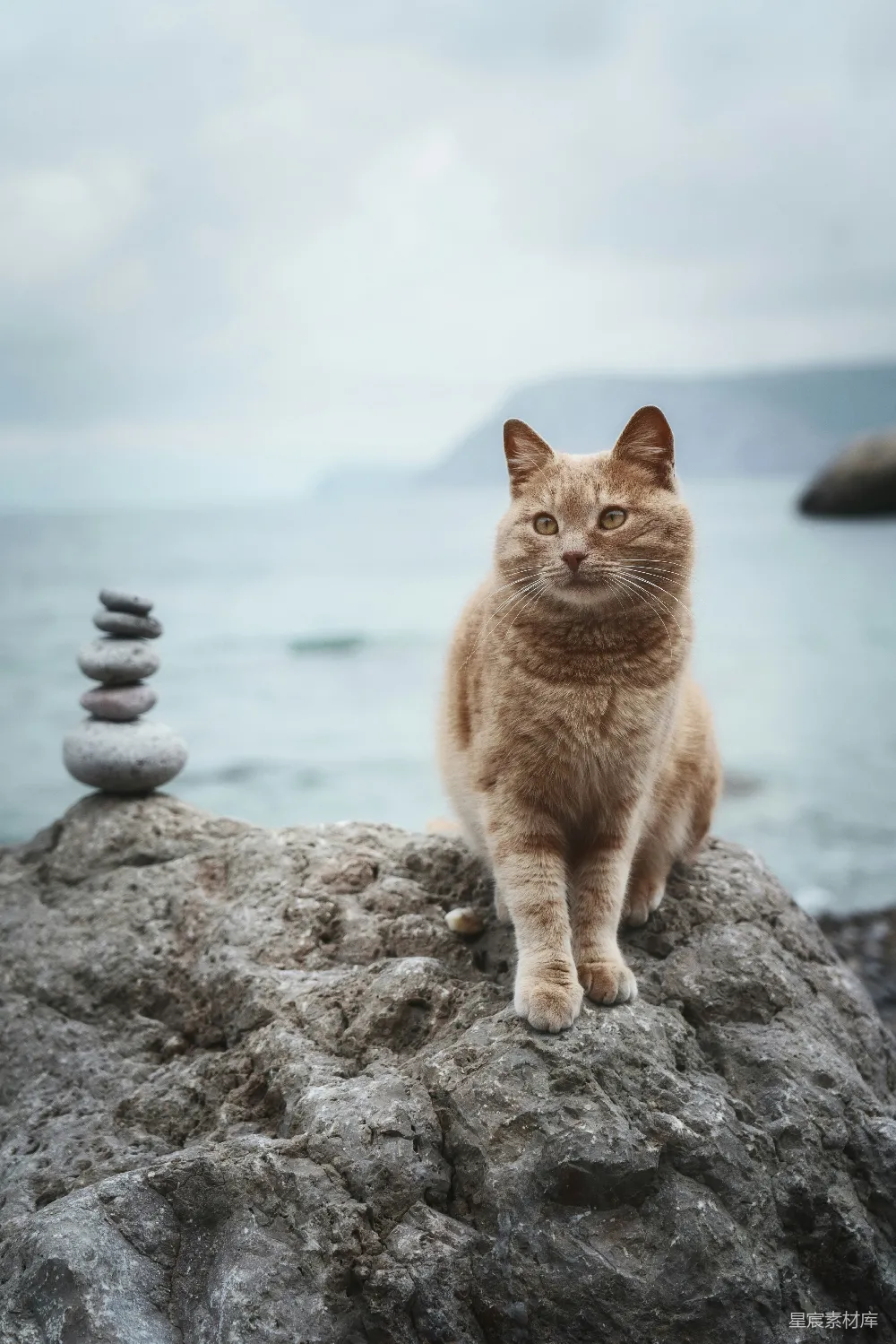 高清摄影  一只猫坐在岩石上，岩石靠近海洋。