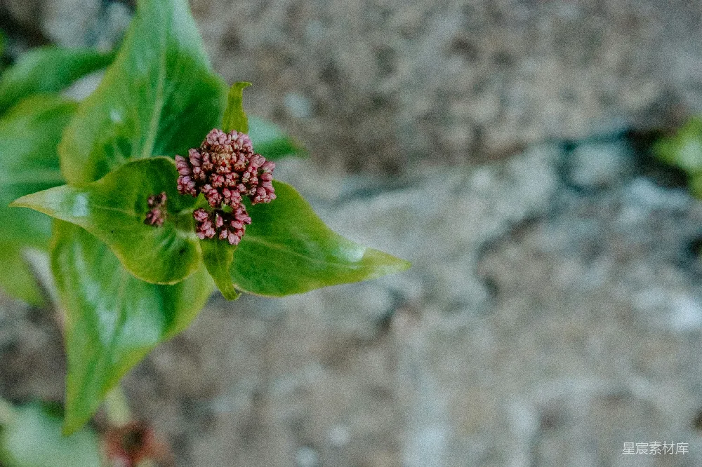 高清摄影  一株植物的特写，叶子清晰可见。
