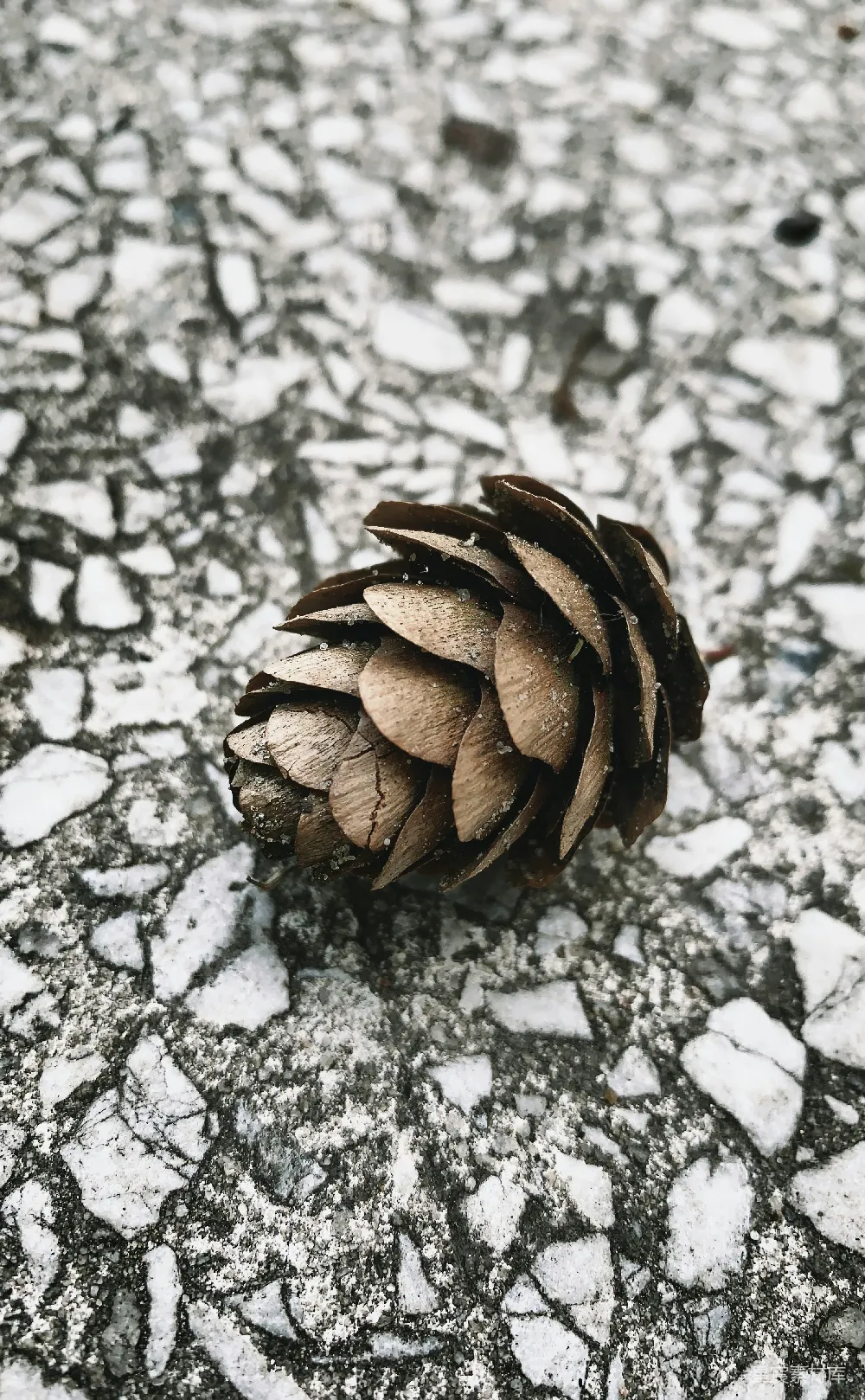 高清摄影  松果