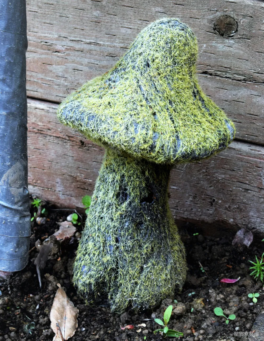 高清摄影  一株长满苔藓的蘑菇，旁边有一棵树。