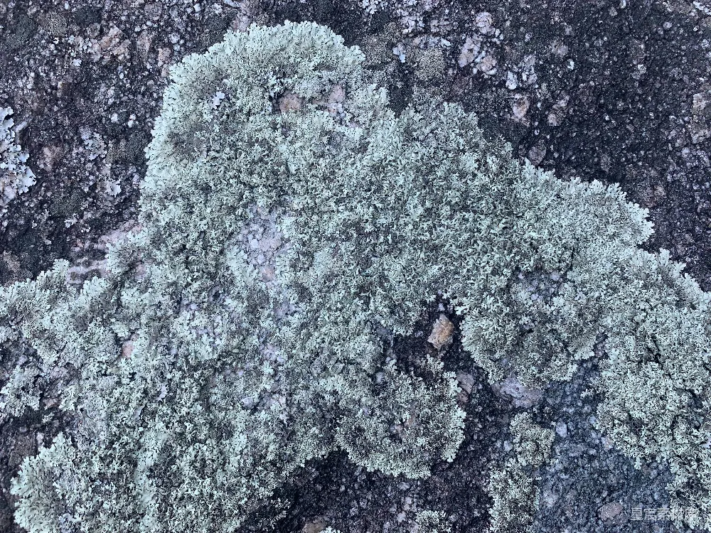 高清摄影  一棵被雪覆盖的树的特写。