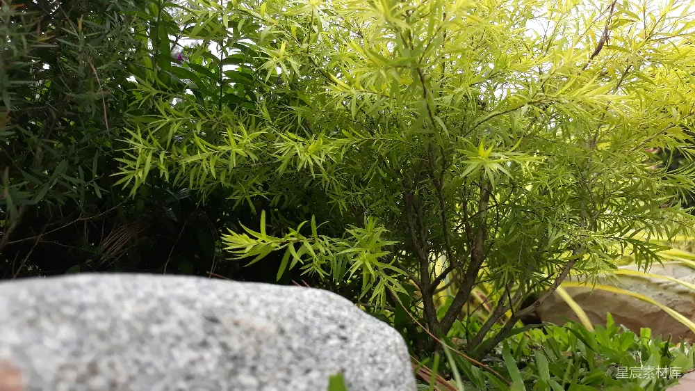 高清摄影  灌木丛前面的一块岩石