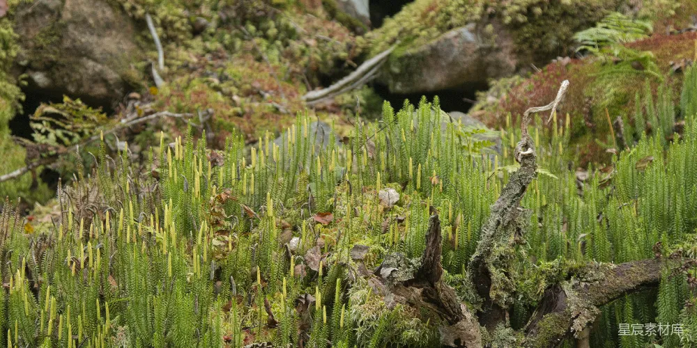 高清摄影  一片绿植茂盛的森林