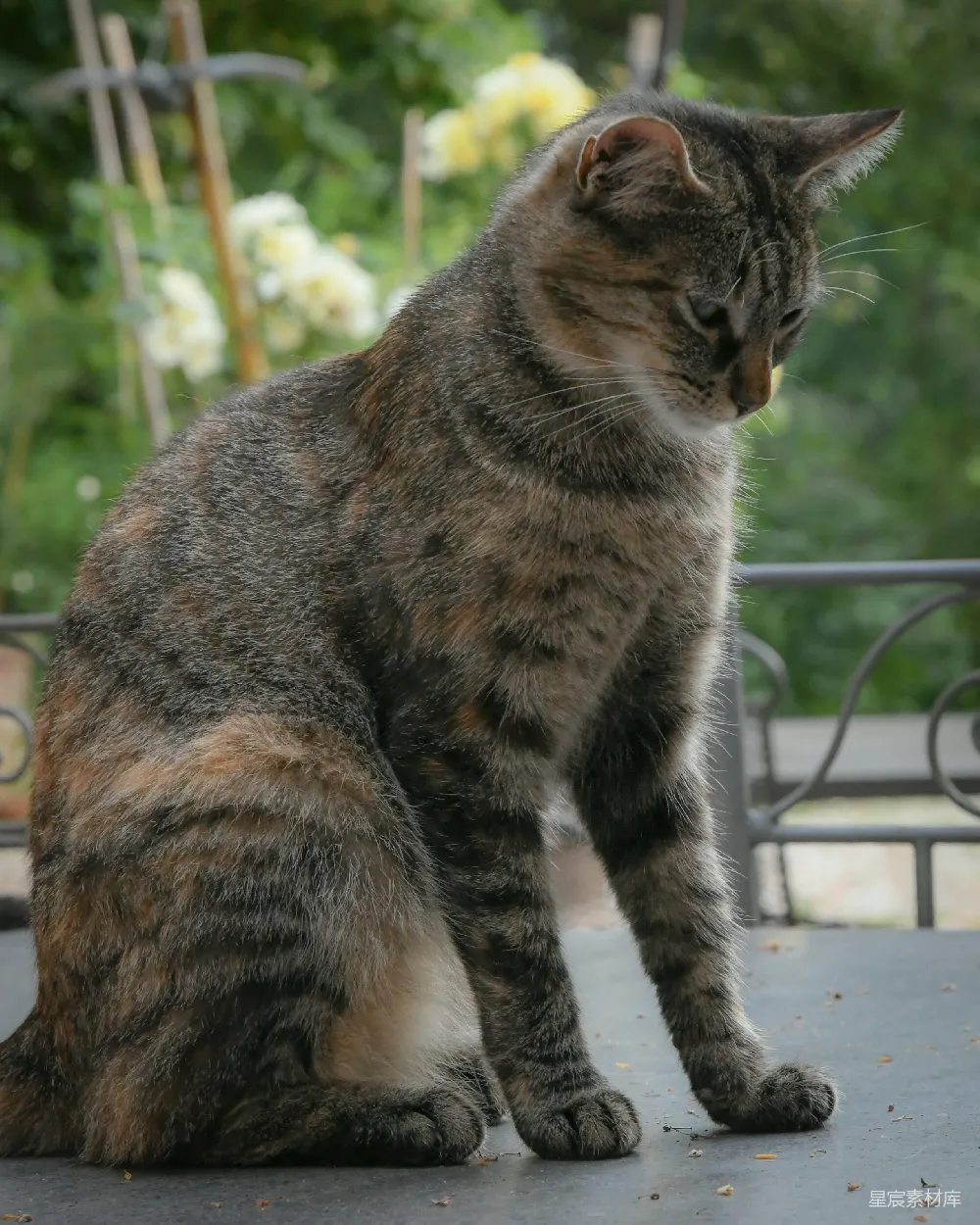 高清摄影  白天，一只棕色虎斑猫站在白色的混凝土地板上。