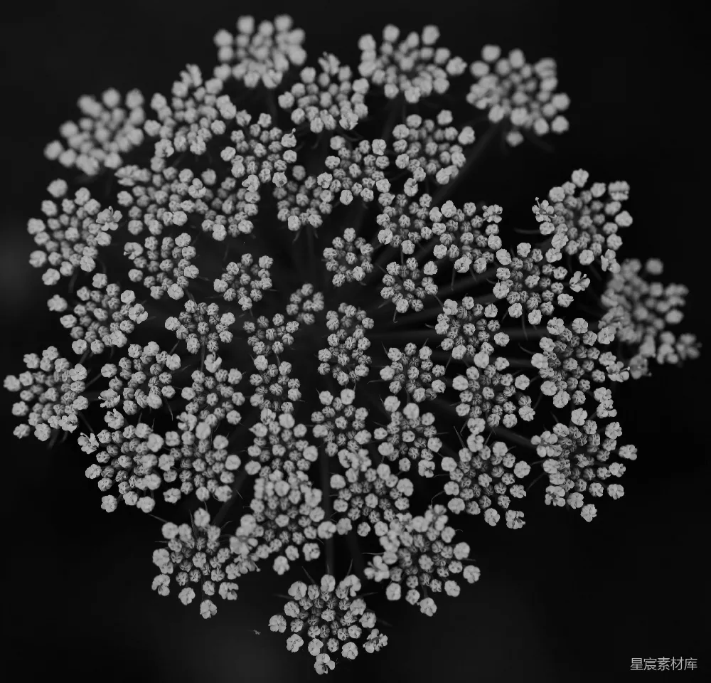高清摄影 实验性 壁纸 自然 一张黑白照片，照片中有一簇花。
