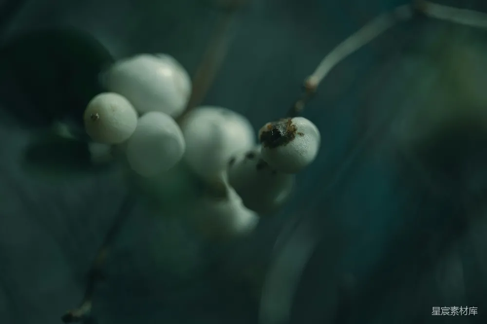 高清摄影  树枝上的白色浆果，背景是黑色的