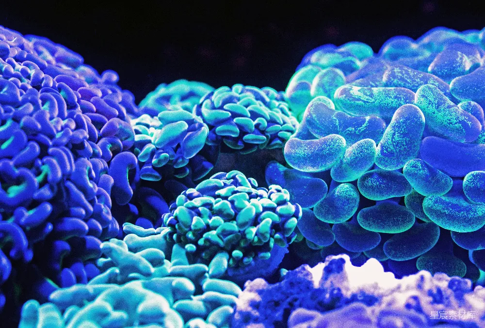 高清摄影 自然 蓝色珊瑚