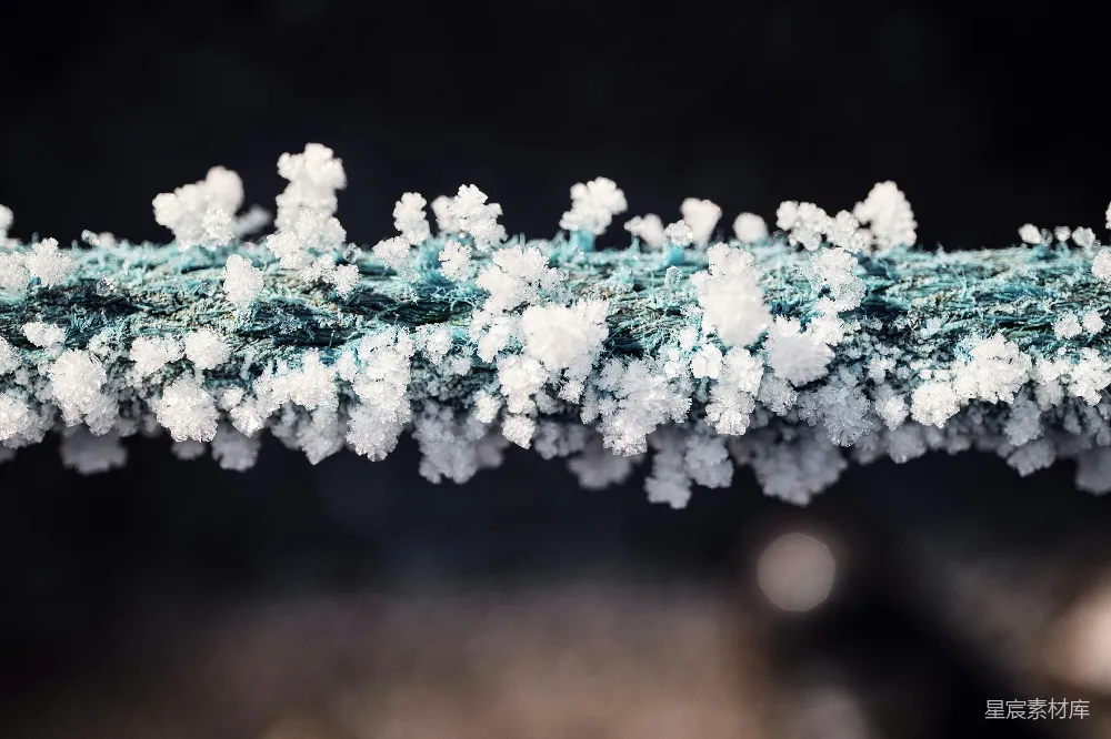 高清摄影 壁纸 实验性 枝头雪花的特写镜头
